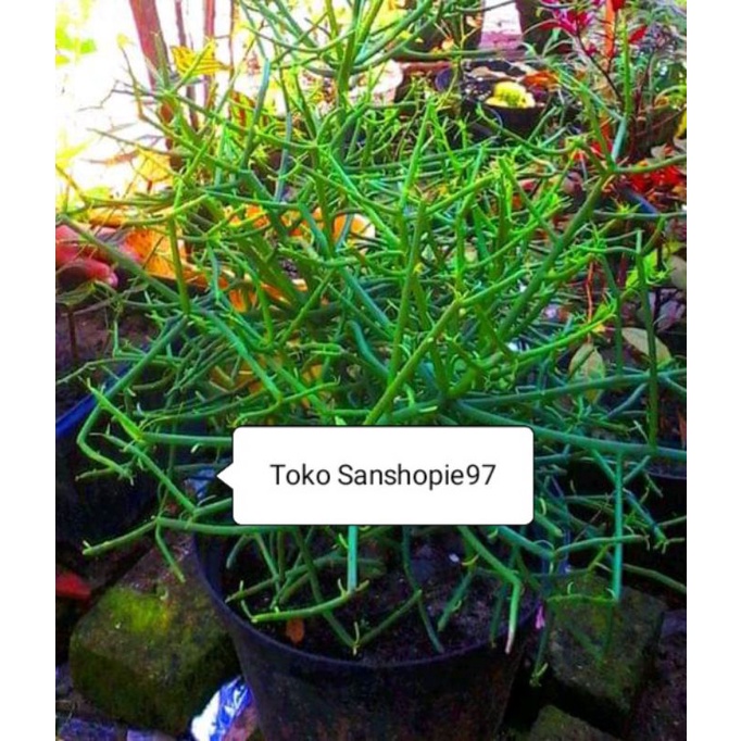 

Daun patah tulang segar atau kayu urip 500 gram