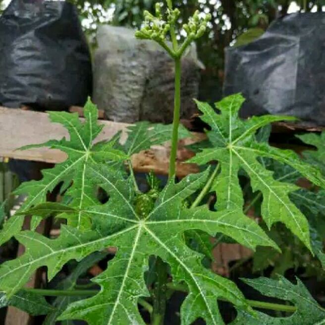 pohon pepaya jepang (15batang)/stek pohon pepaya jepang/bubit pohon pepaya jepang