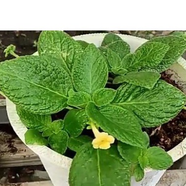 episcia topas import bunga kuning