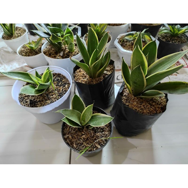 Sansivera Hahnii Cream / Sansevieria Cream Lidah Mertua Mini