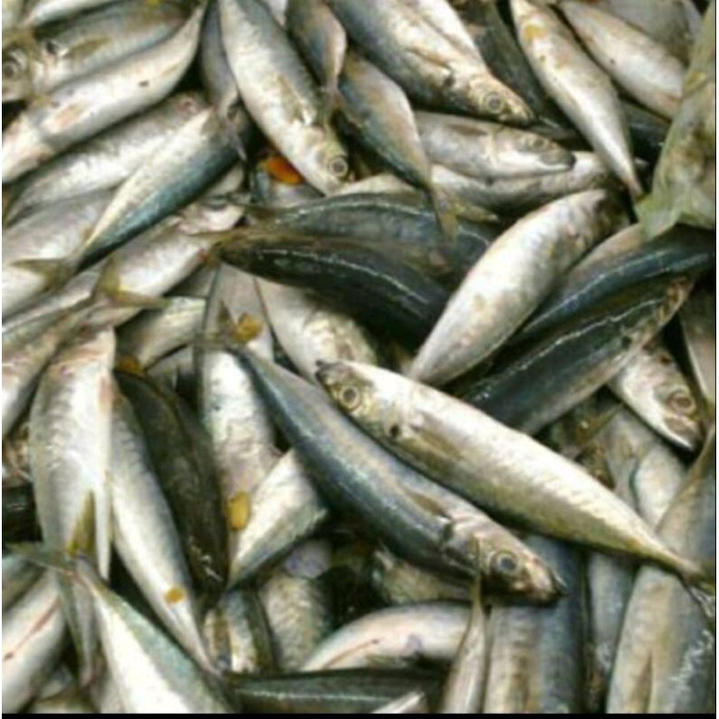 

IKAN SARDEN 500 GRAM - FC PALEMBANG
