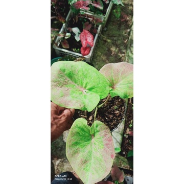 Caladium Hybrid