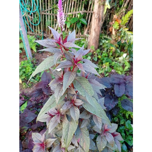 Tanaman jawer kotok merah/amaranthus cruentus