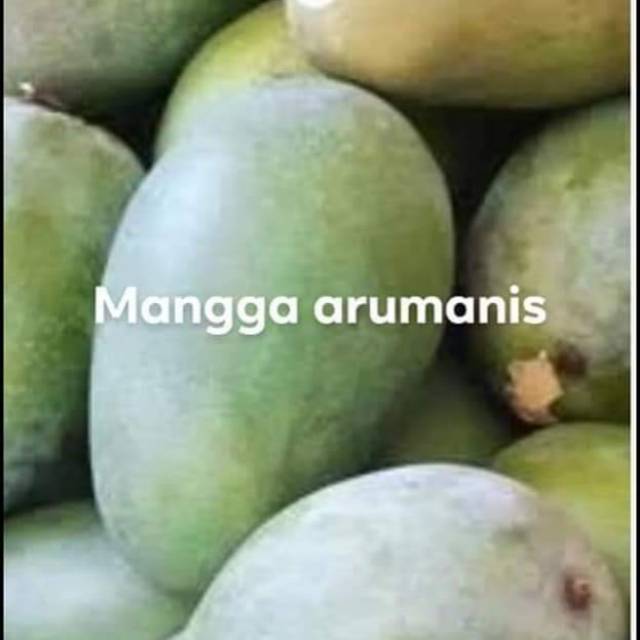 Bibit mangga arumanis