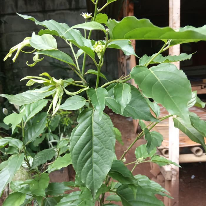 tanaman bunga kenanga - bibit bunga kenanga - pohon bunga kenanga