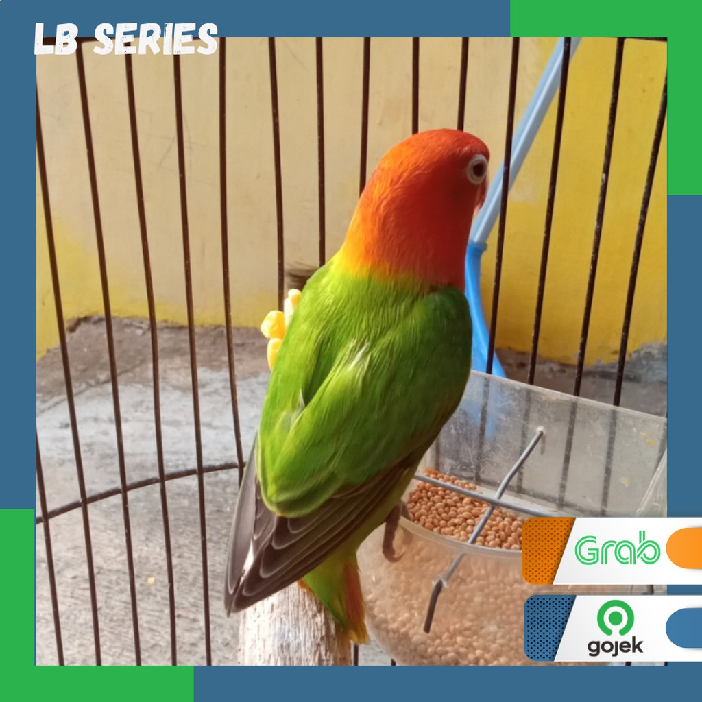 Lovebird Biola Dark Green burung Lb Series