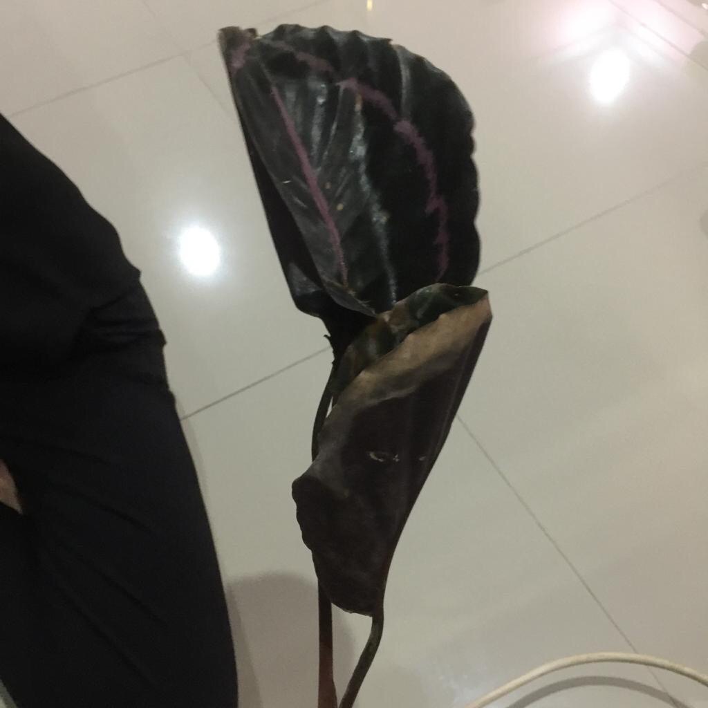 Tanaman Hias Calathea Black Lipstik - Pohon Kalatea Black Lipstik