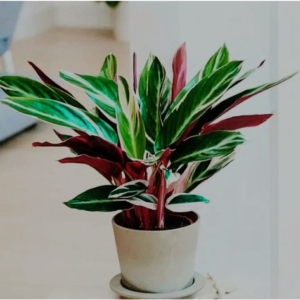 TANAMAN HIAS CALATHEA MARANTA BALI 3 COLOUR