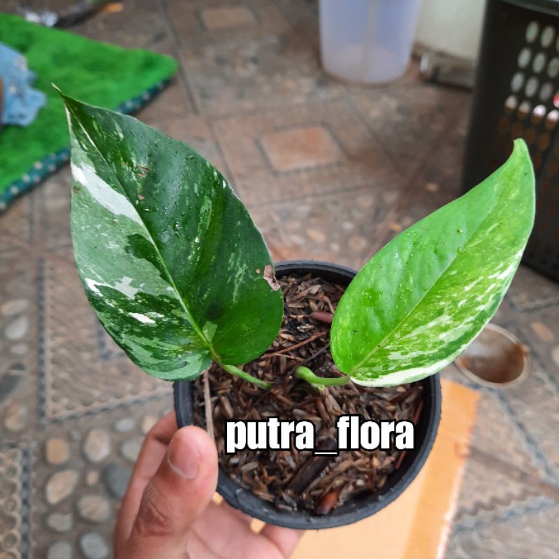 epipremnum varigata bibit monstera ekor naga varigata