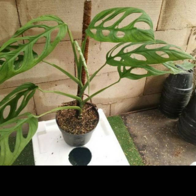 Tanaman hias janda bolong daun besar