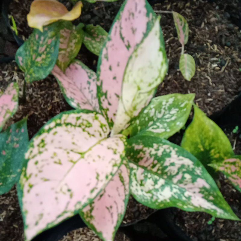 aglonema murah ruby dinamit