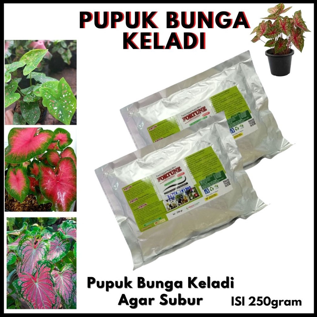 Pupuk Bunga Keladi Hias, Pupuk Bunga Keladi Agar Subur, Pupuk Bunga Keladi Alami, Pupuk Bunga Keladi