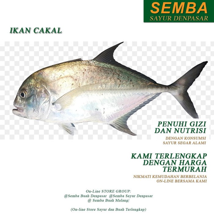 

IKAN CAKAL DENPASAR BALI 1KG seafood sembako bumbu dapur lauk food bahan makanan murah fresh