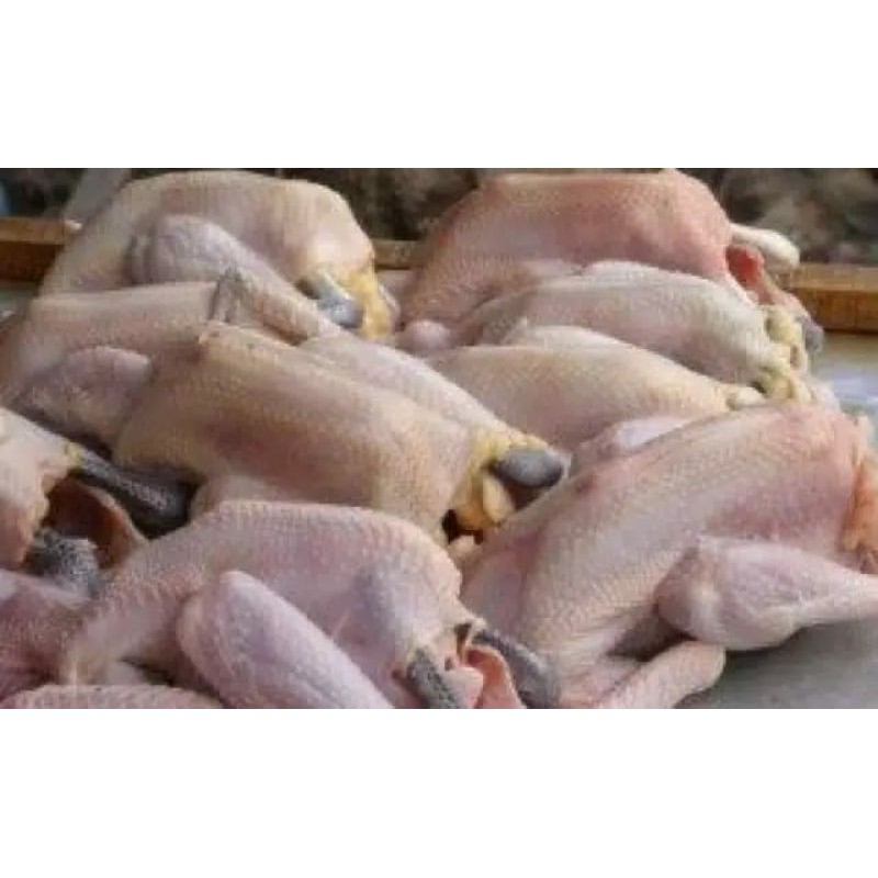 

Ayam Kampung Potong halal Utuh Segar 1 ekor