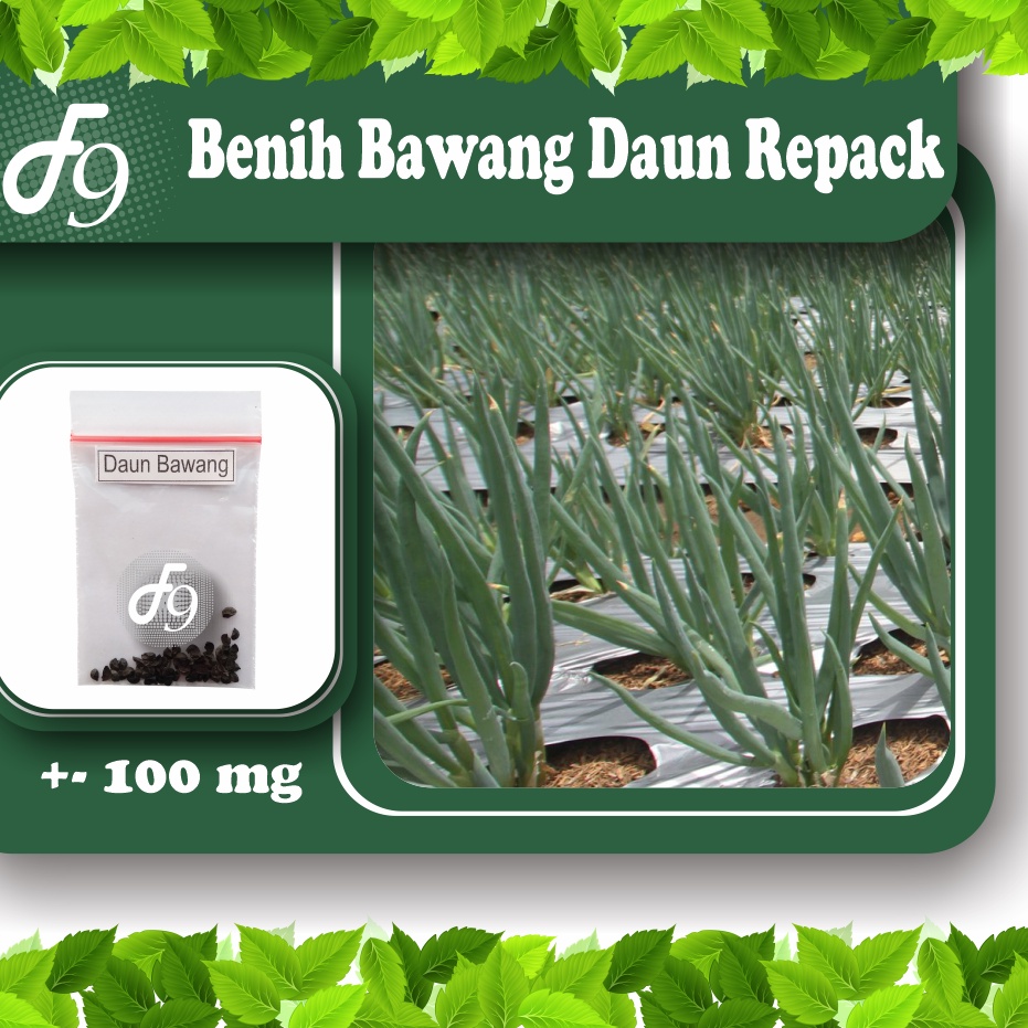 Benih Bibit Bawang Daun Murah Repack Seribuan