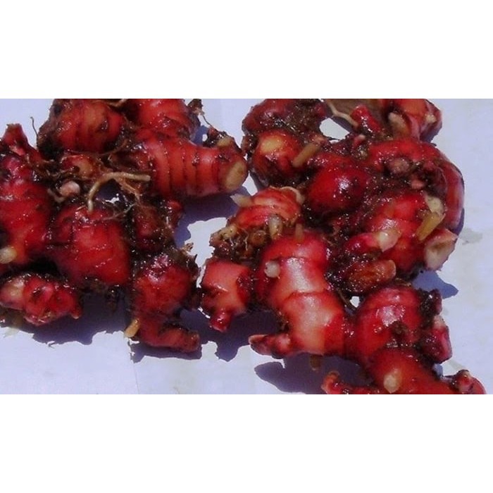 

Jahe Merah Fresh 1Kg