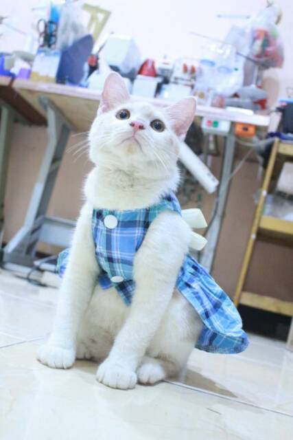 Dress kotak-kotak biru natural untuk kucing dan anjing / baju kucing murah terlaris size S M L XL