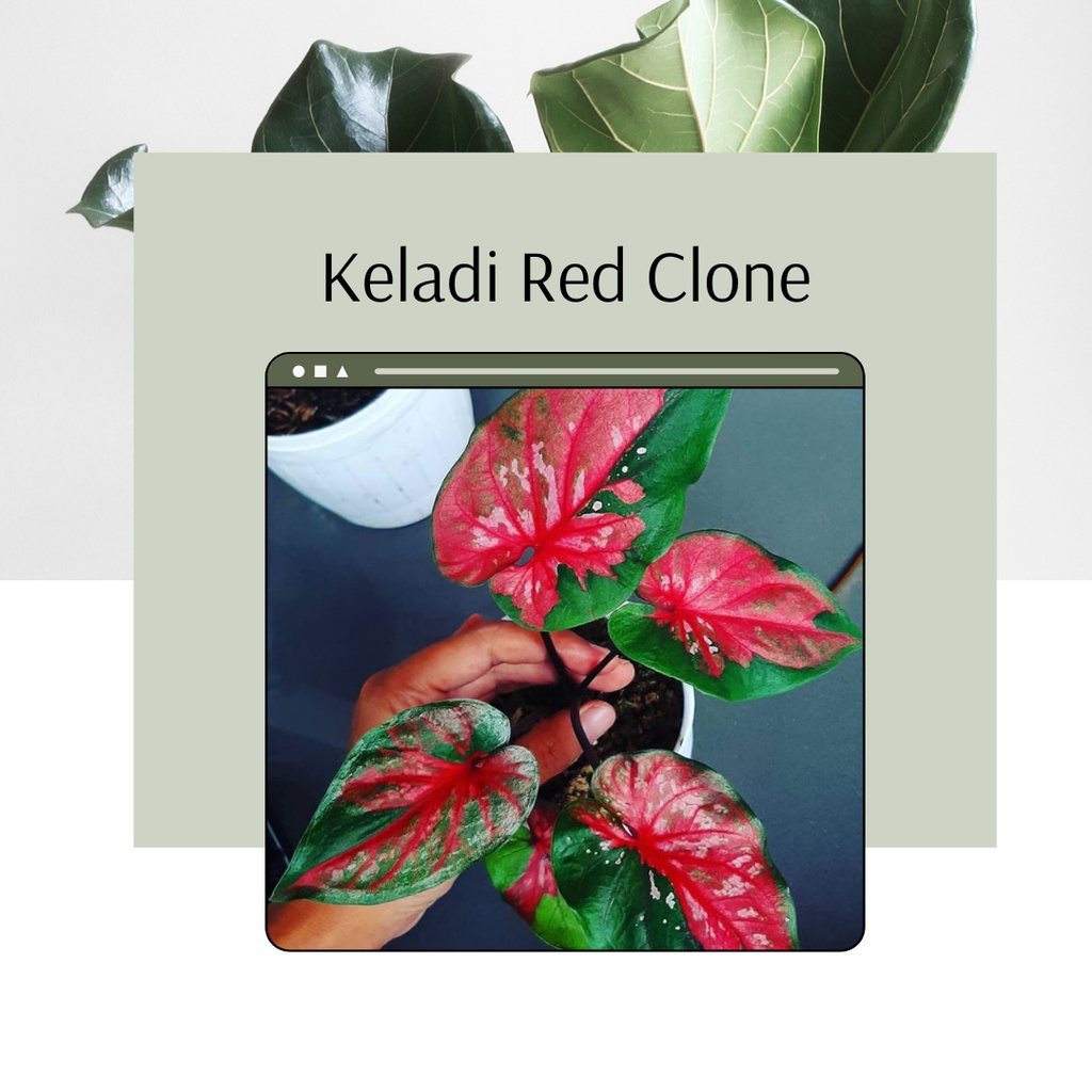 Tanaman Hias Keladi Red Clone Bibit Bunga Keladi Red Clone Caladium Red Clone