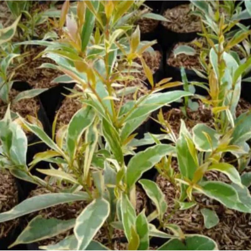 Tanaman hias pucuk merah varigata / Pohon pucuk merah varigata