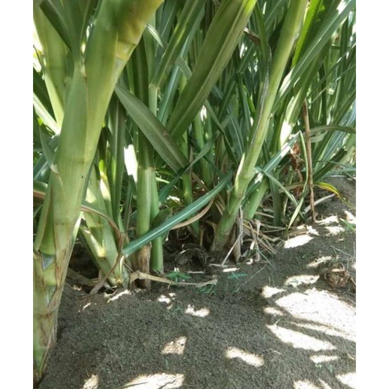 Bibit Rumput Gama umami kemasan 20 Kilo.Bibit Rumput Gama umami kemasan 20 kilo.