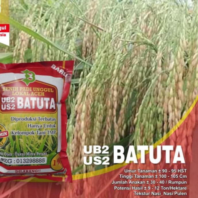 ♕ Benih Padi UB2 BATUTA / Benih Padi US2 BATUTA Lokal Aceh ➫