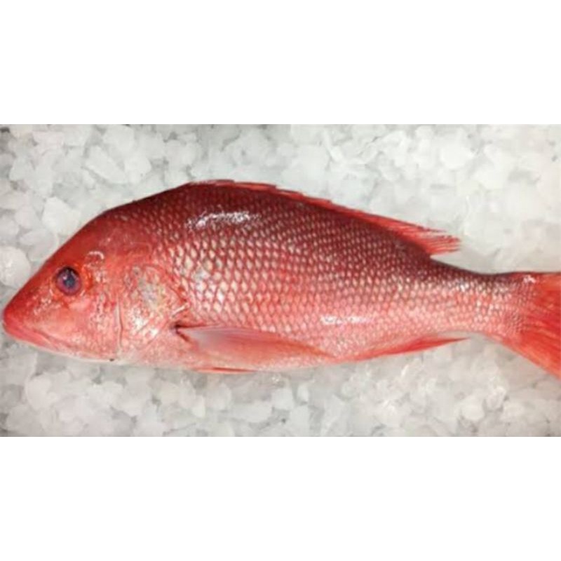 

Ikan Kakap Merah Segar