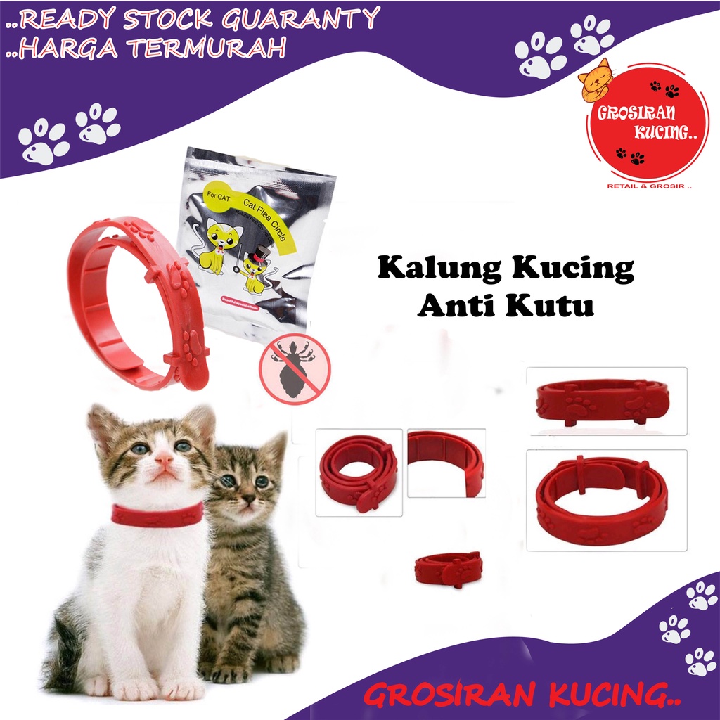 Kalung Anti Kutu Kucing Anjing Kelinci/No Flea/ Obat Kutu