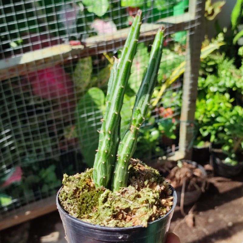 Kaktus Pensil Senecio Stapeliiformis unik