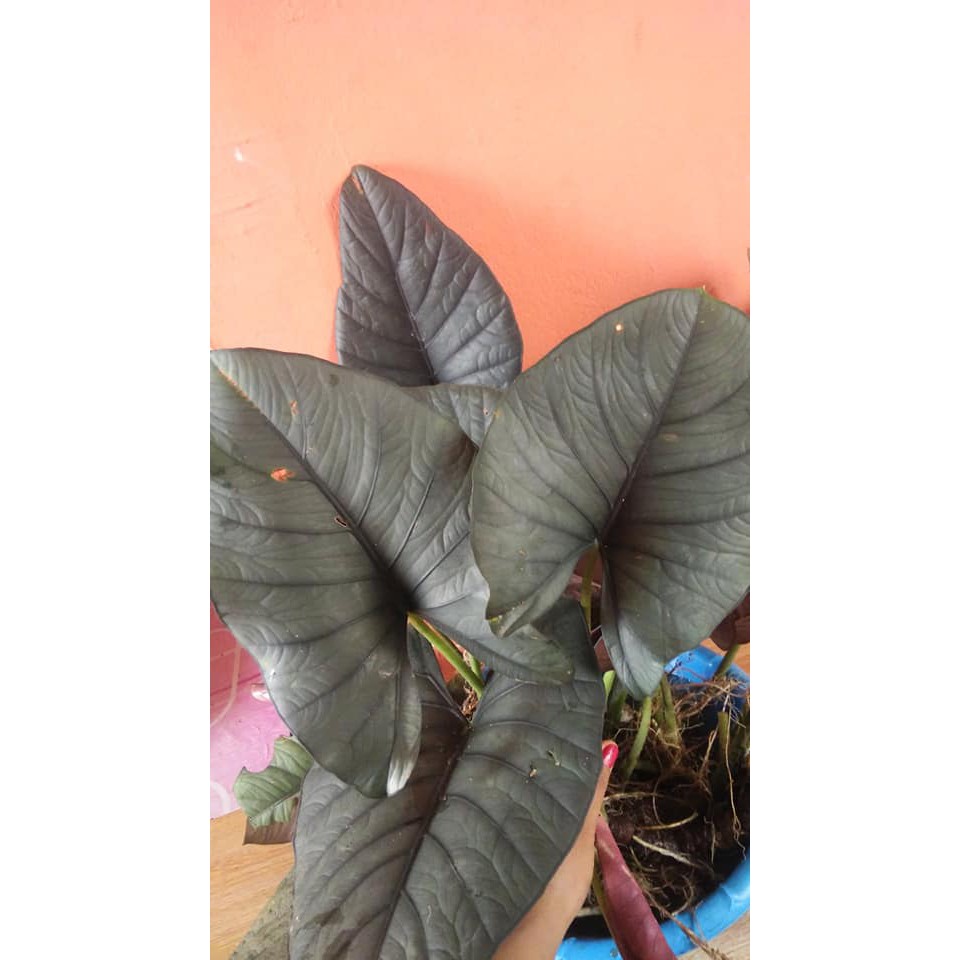 Alocasia Nebula Reginae