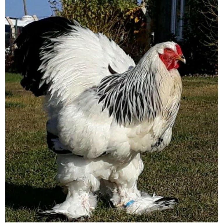 TELUR TETAS AYAM HIAS BRAHMA COLOMBIA UNTUK DI TETASKAN