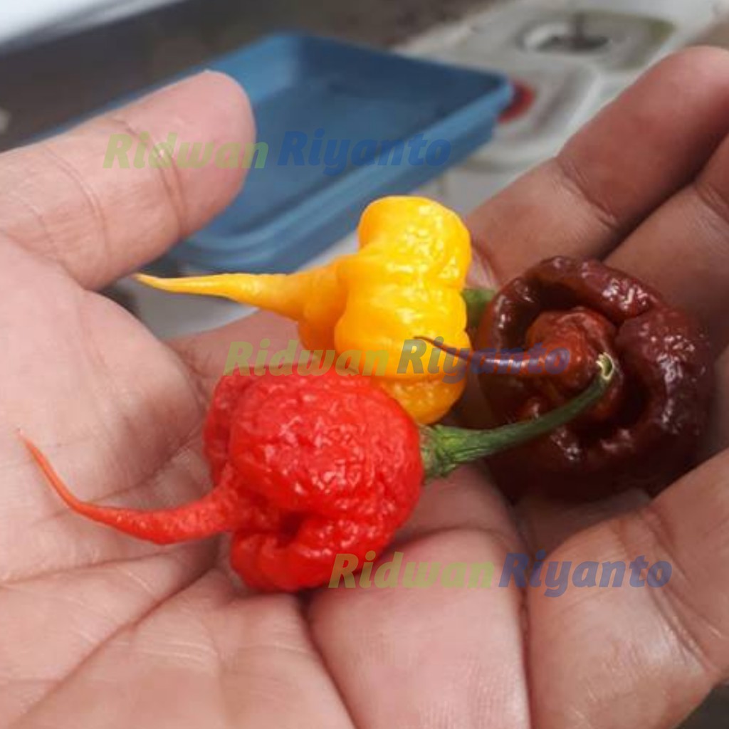 PAKET 3 Jenis BIJI Benih Cabe CAROLINA REAPER Red Yellow Choco Cabai Terpedas di DUNIA The Guinness