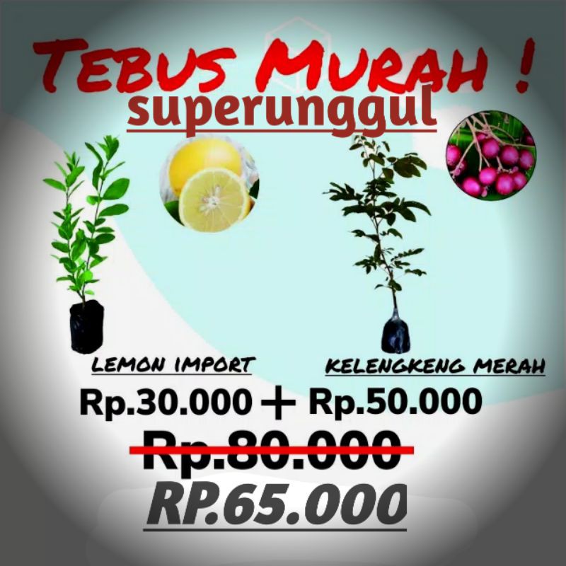 tebus murah paket hemat bibit lemon import dan bibit kelebgkeng merah