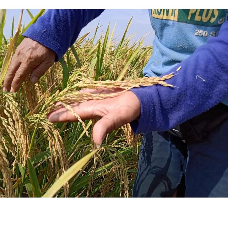 Potongan HARGA Benih padi Unggul Tongkol 2 Jumbo Berkualitas kemasan 5Kg