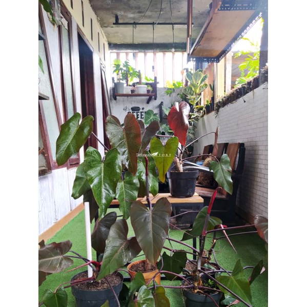 philodendron darklord black majesty murah