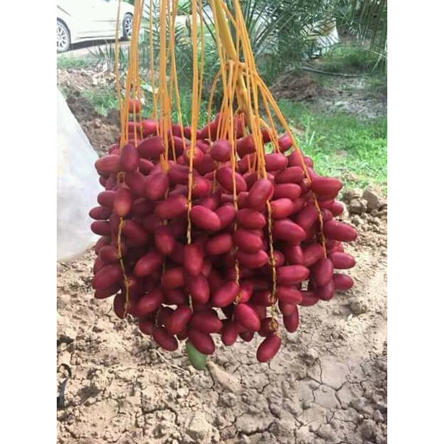 BIBIT BENIH BIJI KURMA TROPIS JENIS H1 MERAH ASLI THAILAND / RED H1 P0K
