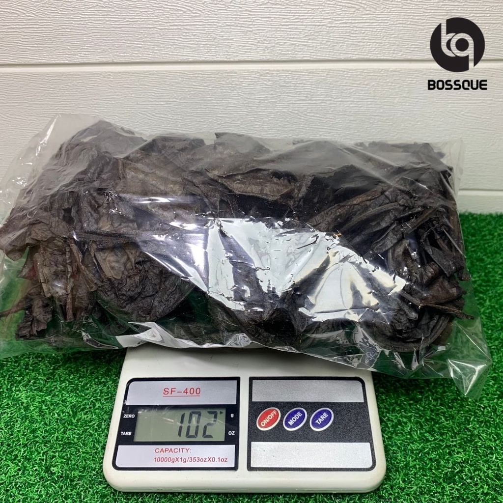 Daun Ketapang Laut Olahan Fermentasi Tidak Berminyak Siap Pakai Berat Bersih 100gram
