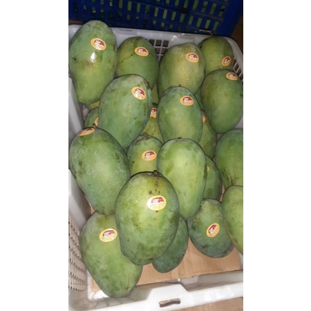 

mangga alpukat