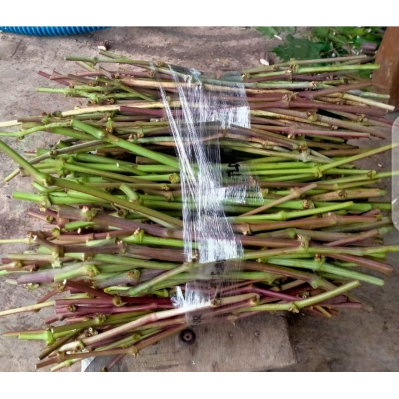 Paket entress anggur import 100