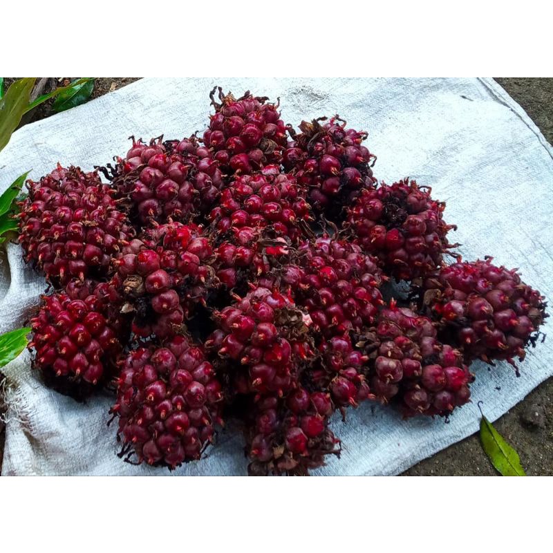 

buah kcomrang merah/hoje laka per 1kg