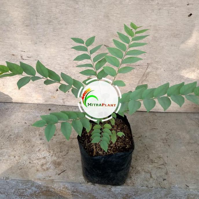 Extrim Bibit Pohon Buah Ceremai - Cermai - Tanaman Cereme - Cerme - Buah Unik In0V