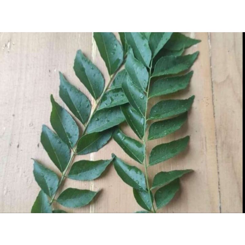 

Daun Kari /Kare /Salam Koja ( Bumbu Masak ) isi 30 tangkai