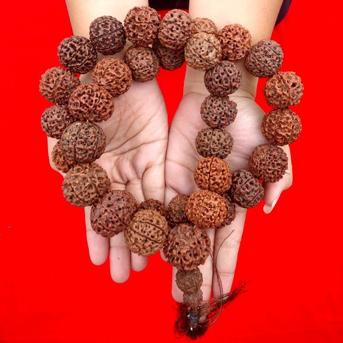 Kalung Pusaka Rudraksha Super Besar Tiada Duanya