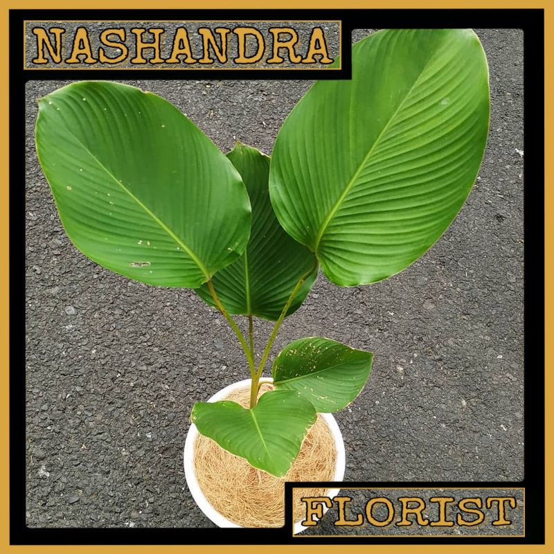 Tanaman Hias Bunga Pisang Calathea