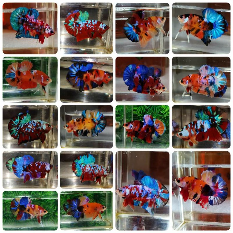 INDUKAN IKAN CUPANG NEMO GALAXSY BEST SELLER