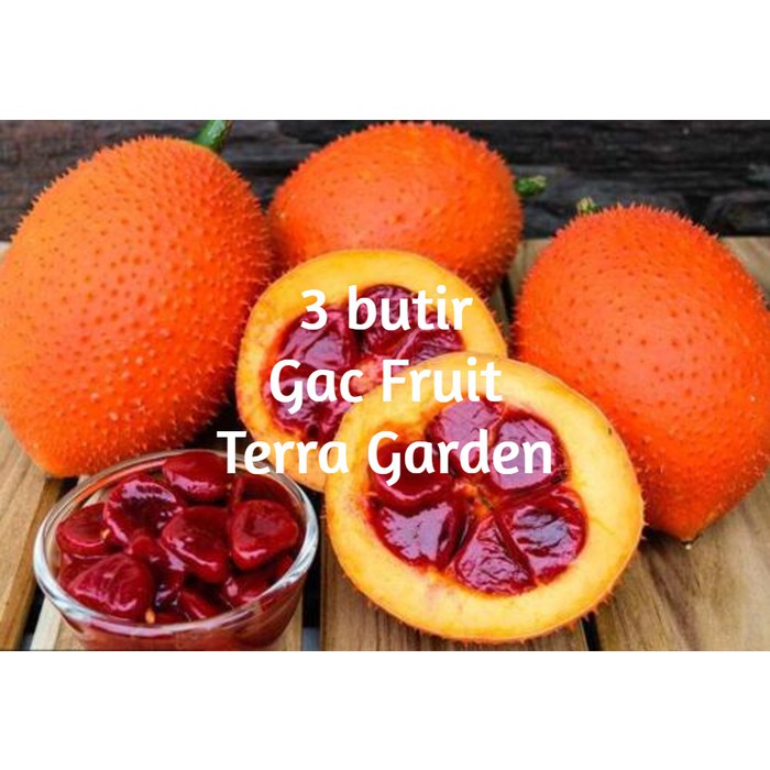 Biji Benih Gac Fruit Momordica cochinchinensis Tepurang Pupia seeds
