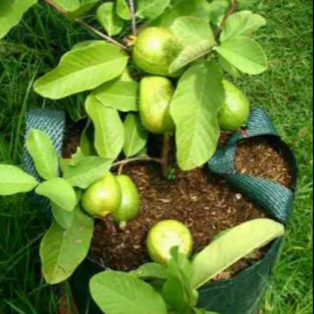 BIBIT JAMBU KRISTAL cangkok