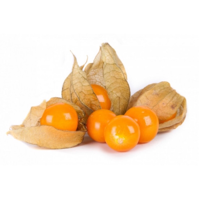 Benih Bibit Biji - Buah CIPLUKAN Golden Berries (untuk Diabetes, Epilepsi, Rematik)