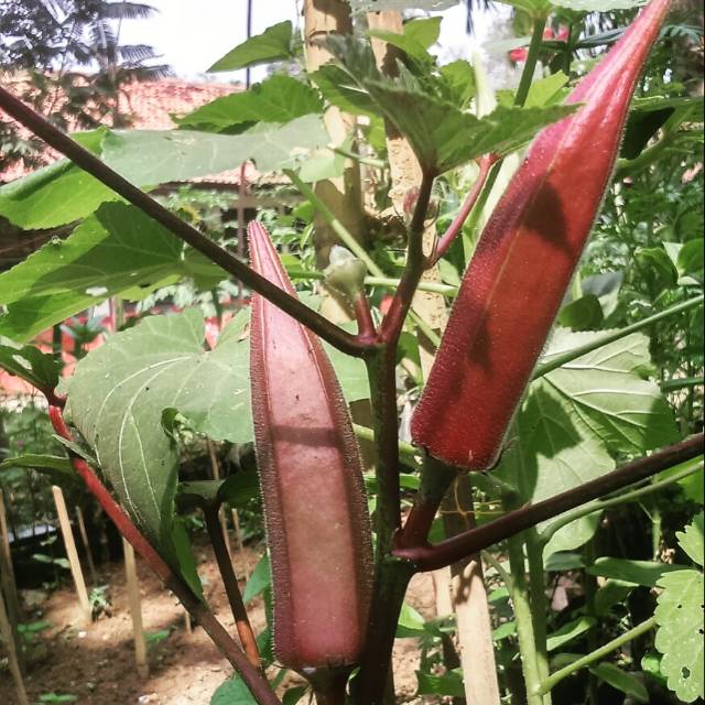 Benih sayuran red okra