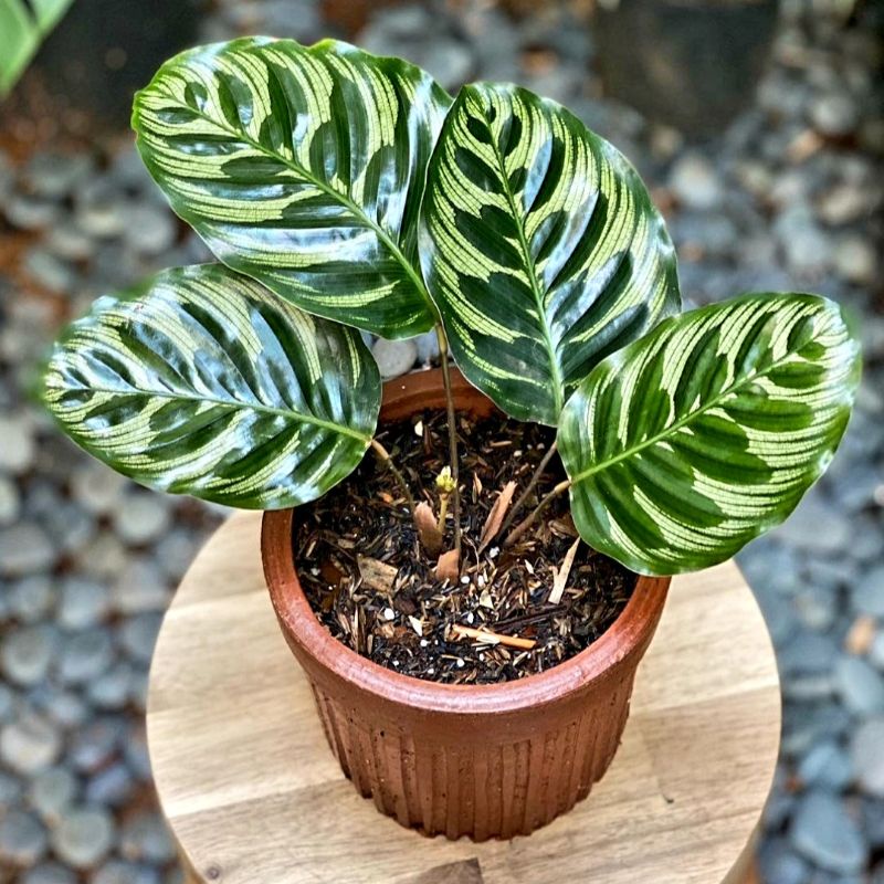 PROMO { BISA COD }  Calanthea Peacock Plant | Bibit Tanaman Hias Bunga Caladium Red Jaguar | Bunga H