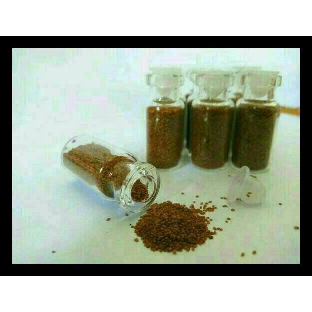 

BIBIT BENIH TANAMAN CARPET KARPET SEED MINI DWARF PEARL AQUASCAPE KODE 284